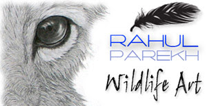 Wildlife Art of Rahul Parekh