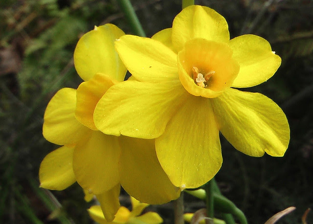 Narcissus jonquilla simplex  Flickr  Photo Sharing!