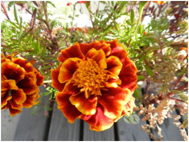 ワイルドフラワー日記１０月分