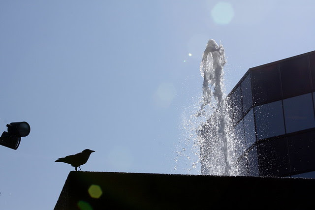 crow, fountain, sky