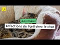 √ Télécharger l'image chat oeil qui pleure coryza 357260-Chat oeil qui pleure coryza