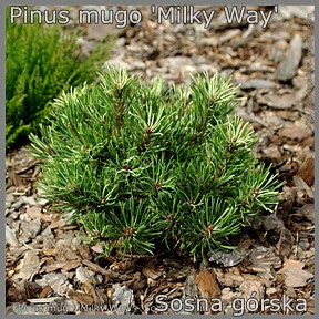 Pinus mugo 'Milky Way' - Sosna górska