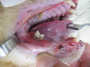 ナス動物病院 犬 ネコ うさぎ ペットの歯の治療を得意としています 広島県安芸郡府中町の動物病院