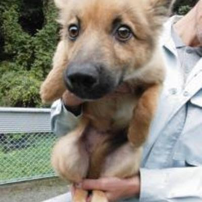 大牟田市動物管理センター No 1 いぬの里親募集情報 3053 ペットと家族