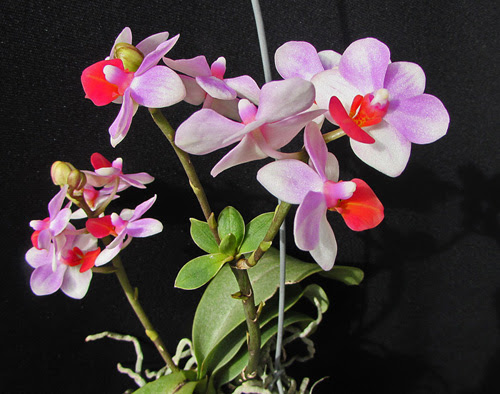 胡蝶蘭の切り花 小さな蘭房
