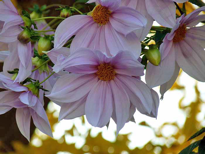 白とピンクの綺麗な沢山の花 皇帝ダリアと黄色と白の光のコントラストの写真素材フリー 高画質