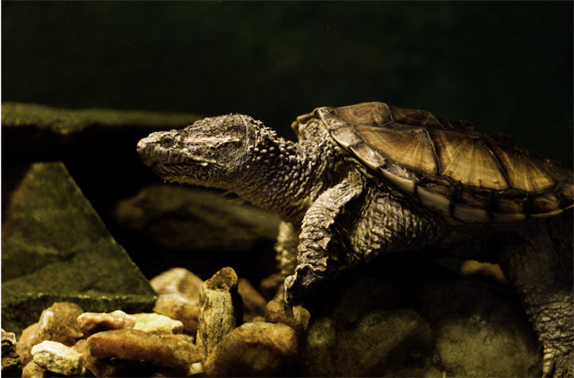 turtle