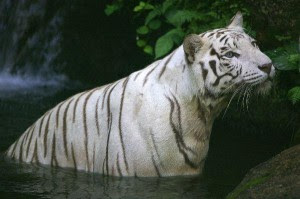 El Tigre Blanco Tigrepedia