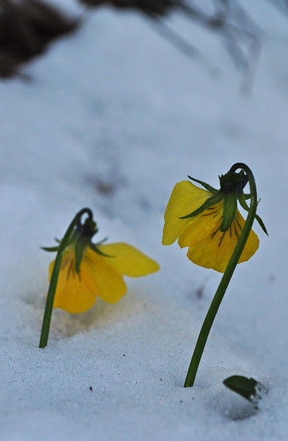 Viola
