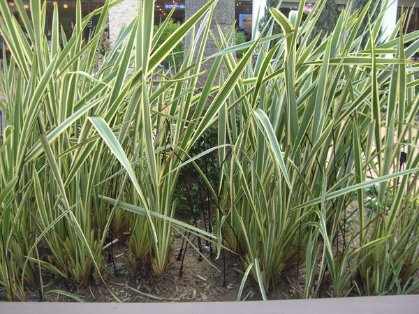 ニュウサイラン みずほ造園 公式サイト Official ヤシ類 南洋植物 生産 販売 造園 観葉植物の専門店