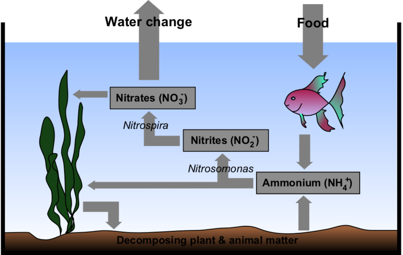 File:Aquarium Nitrogen Cycle.png - Wikipedia