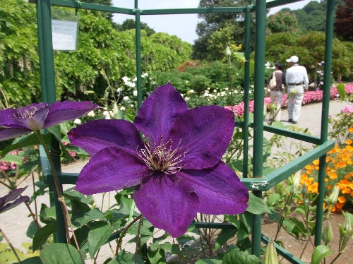 スタッフ日記 あしかがフラワーパーク
