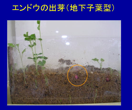 種子と発芽