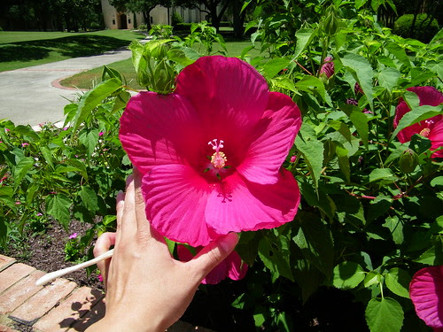 Biggest Hibiscus I've ever seen!