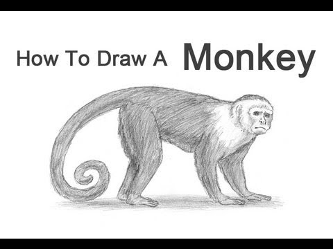 How to Draw a Monkey (Capuchin) - YouTube