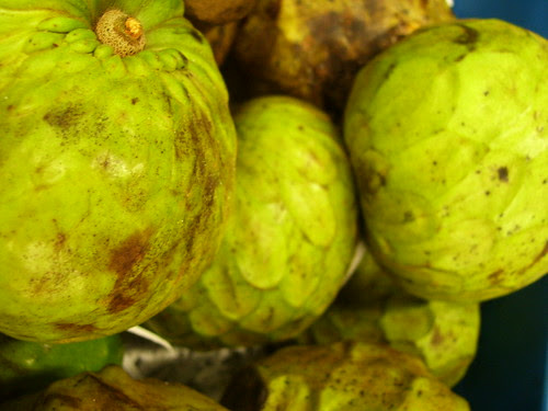 cherimoya1d