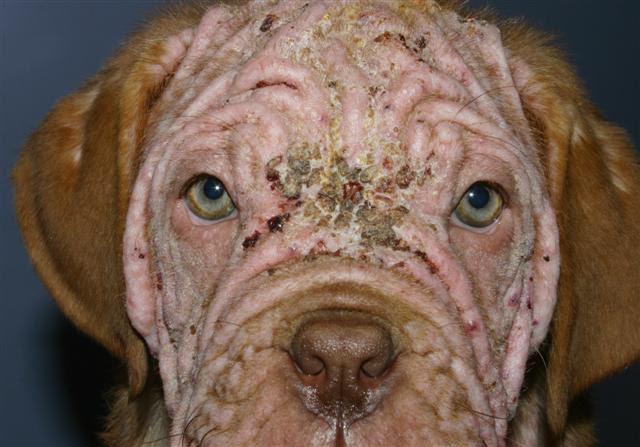 She Didn't Even Resemble A Dog When Rescuers Found Her ...