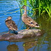 P1090966-andedammen - Ringve