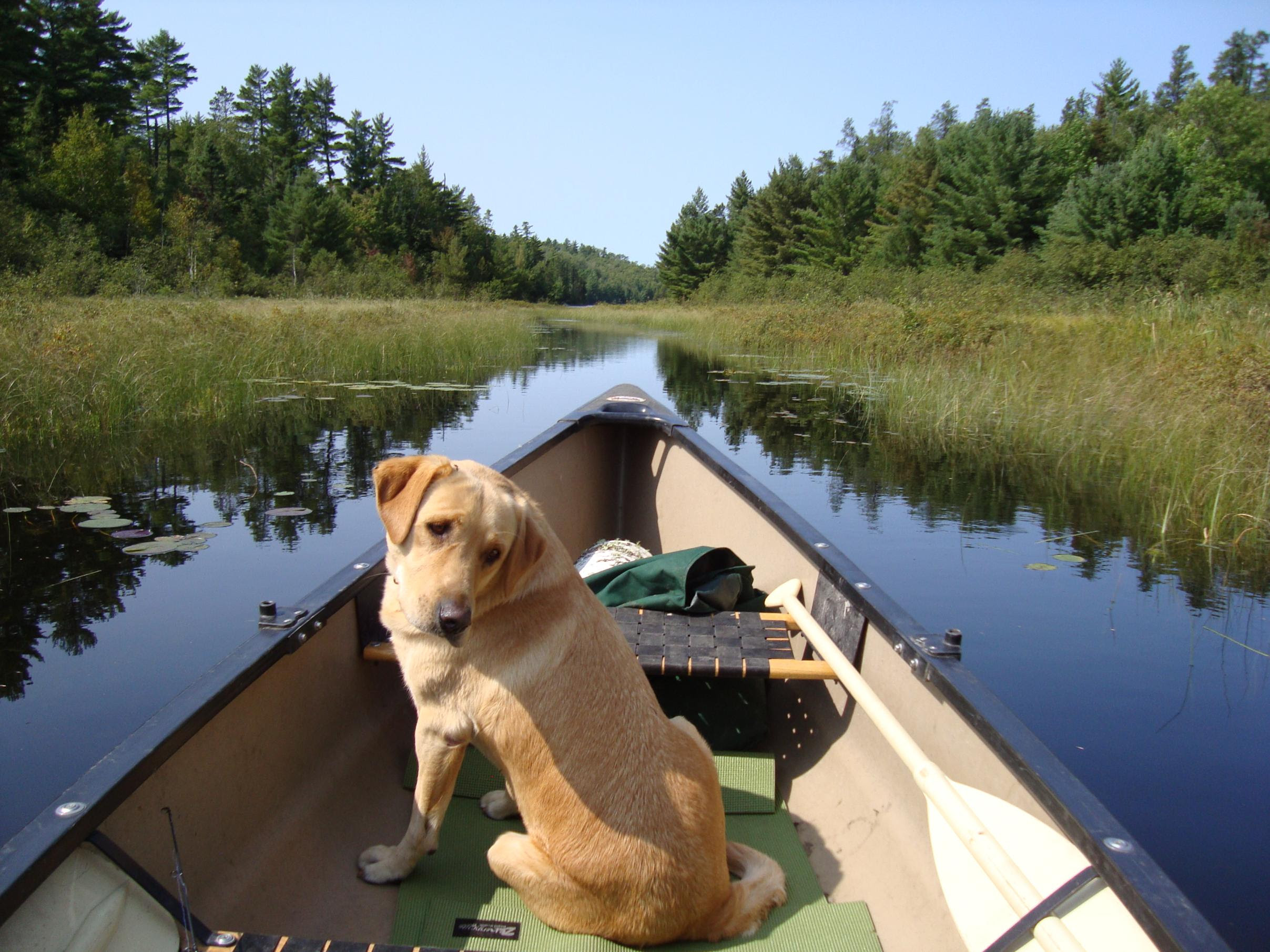 bwca my dog bed invention: cheap + packable boundary