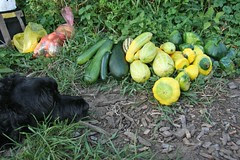 harvest