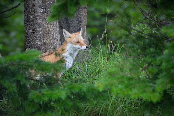 20120827-DSC_5260kitakitsune