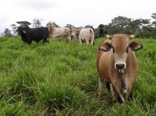 Rige nueva regulación de la ley contra el robo de ganado