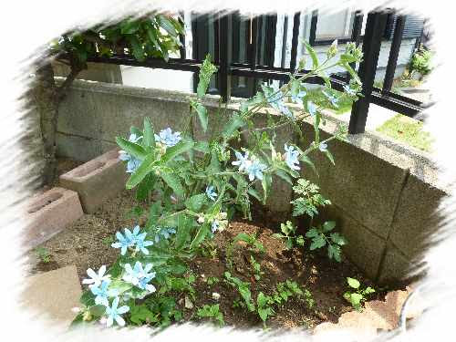 オキシペタラム ブルースター の挿し芽 えんちゃんガーデン