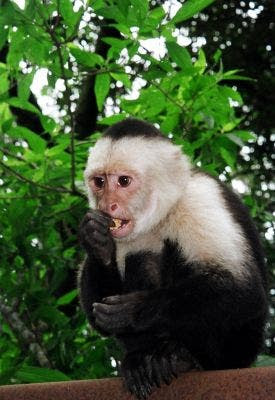 Gotta pay the rent tomorrow on the cage. Still a few monkey dollars short.