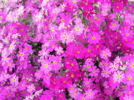 桜草の花言葉 桜草の花言葉と名前の由来