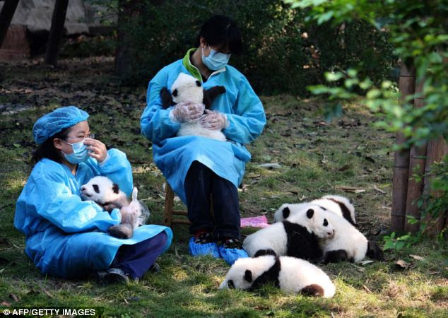 They may look adorable and cuddly now, but giant pandas are in fact born pink, blind and toothless and does not start to grow fur until they are about a month old