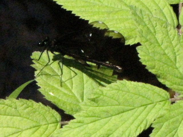 male ebony jewelwing