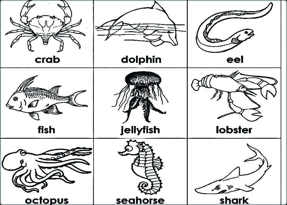 Download Realistic Sea Life Coloring Pages at GetColorings.com ...