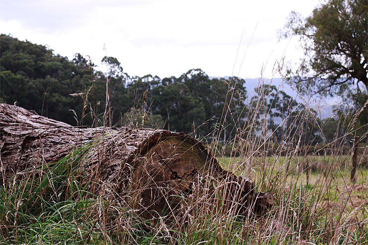Lilydale to Warburton Rail Trail #7
