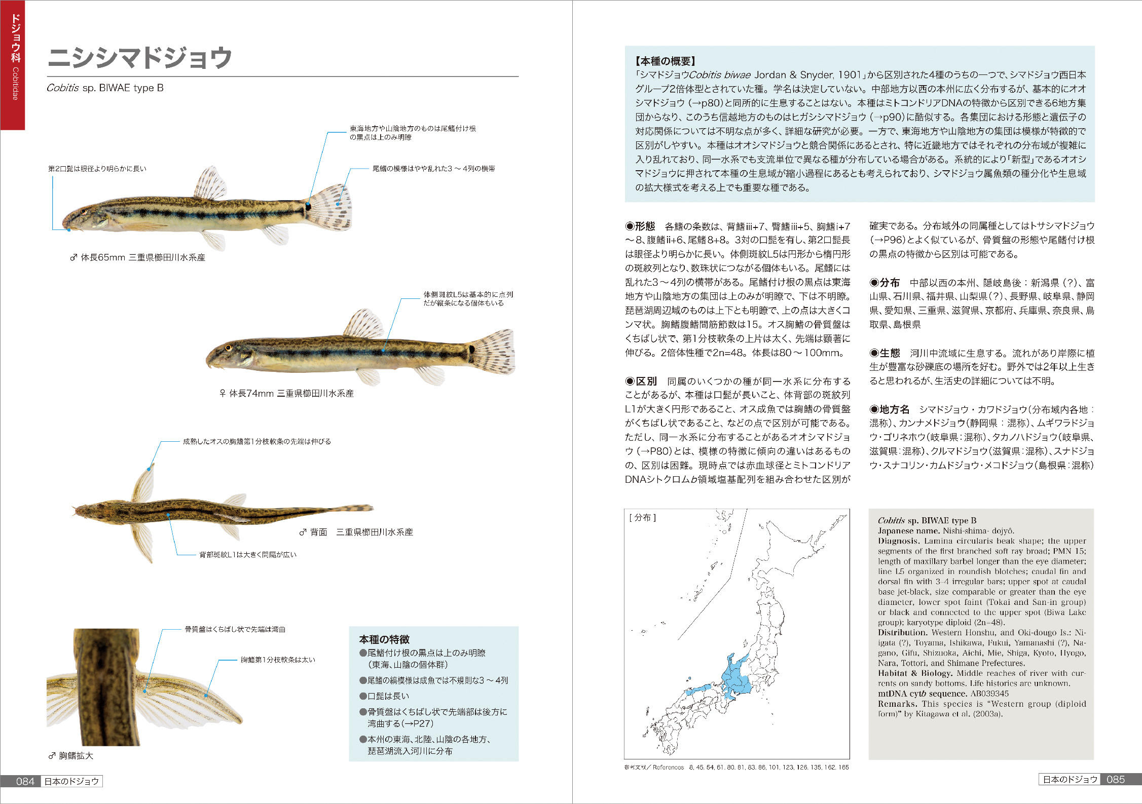 新標準和名3種を提唱 身近で謎多き魚 ドジョウ に日本一詳しい図鑑 日本のドジョウ 発売 山と溪谷社 新着情報 山と溪谷社