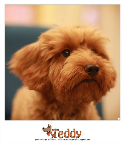 Teddy