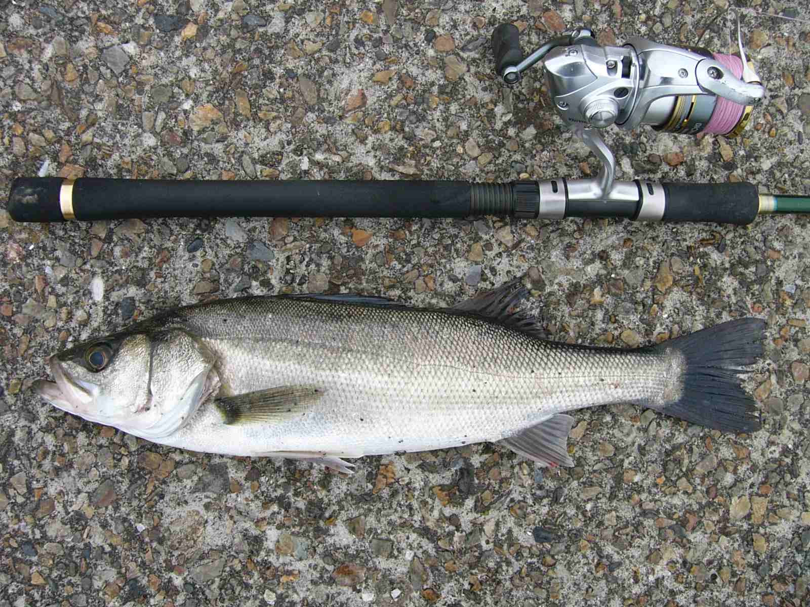 ルアー釣り日記 シーバス 4 22葛西臨海公園荒川河口シーバス １ゲット １バレ