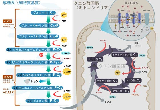 無酸素運動は息を止める運動という誤解はそろそろ滅亡して欲しい