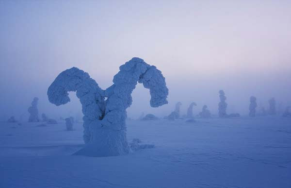 perierga.gr - Τα παγωμένα δέντρα της Αρκτικής!