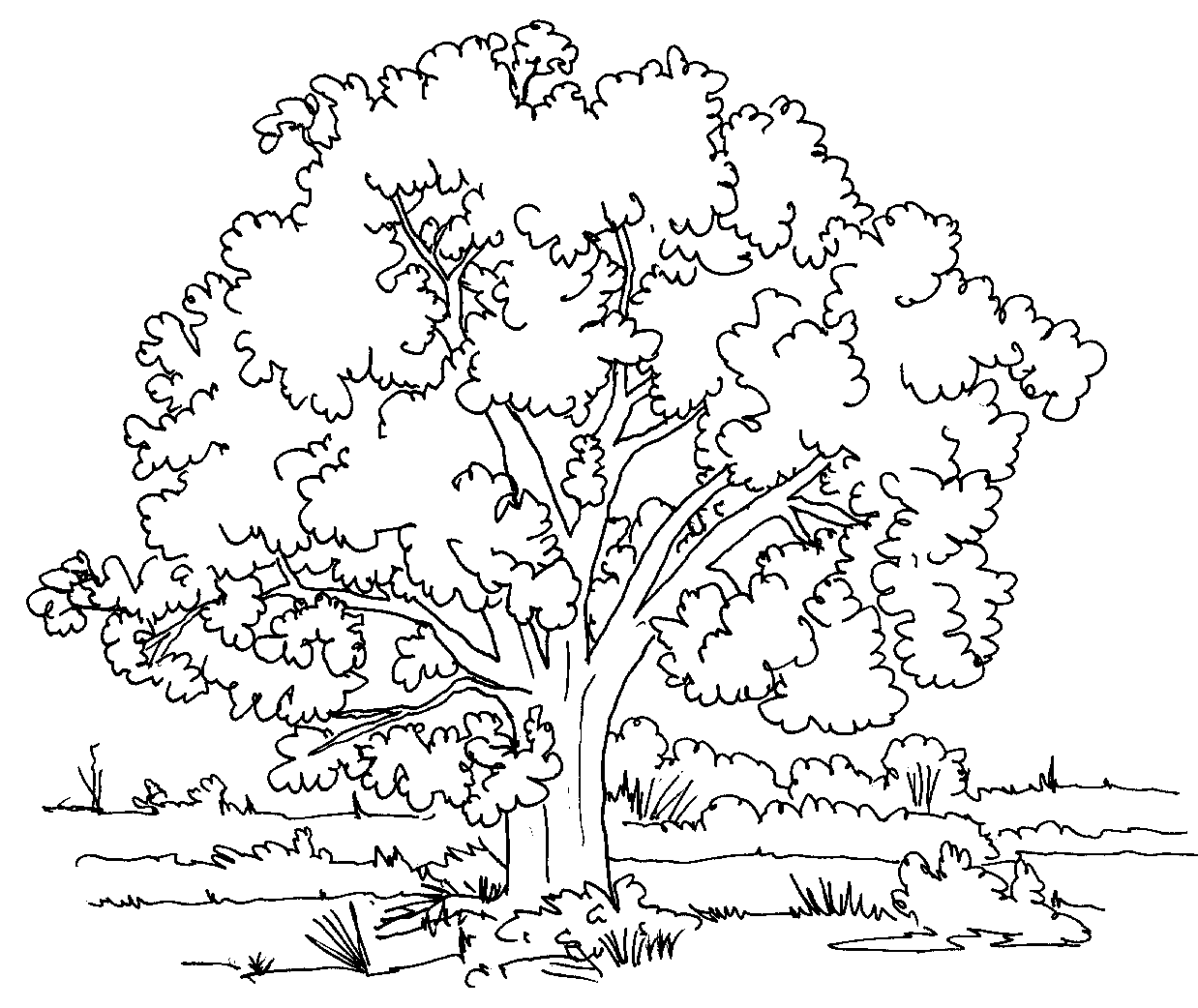 Free Printable Tree Coloring Pages For Kids Effy Moom Free Coloring Picture wallpaper give a chance to color on the wall without getting in trouble! Fill the walls of your home or office with stress-relieving [effymoom.blogspot.com]