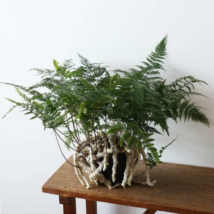 トキワシノブ 育て方や特徴は ふさふさの毛が可愛いシダ植物 Goofam