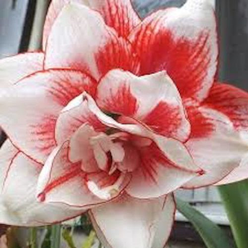 ピンク色に花が咲くアマリリス種類について 植物navi
