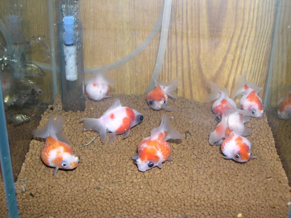 過去の完売魚のページです