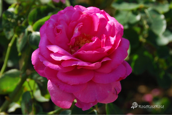 バラ図鑑 イブピアッチェ Yves Piaget 薔薇の写真と品種データ Roseroserose