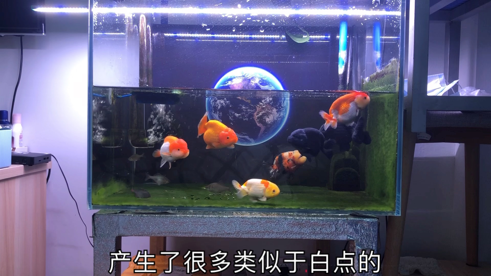 如何用老三样的加温治疗金鱼白点病 与您分享 哔哩哔哩 つロ干杯 Bilibili