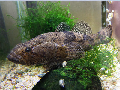 ドンコの大事な役割 Tanagoo