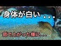 ヤマト ヌマエビ 白い 958547-ヤマトヌマエビ 白い