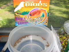 Triops Day 0