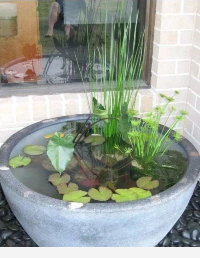 在水缸里養睡蓮有什麼技巧 蘭亭花集