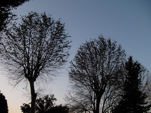 Birds in trees 1/2