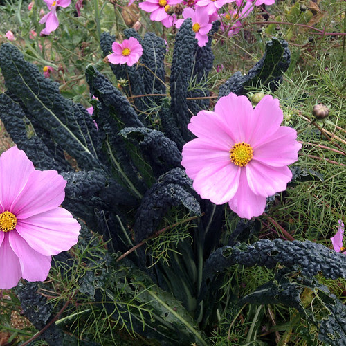 Kale and cosmos